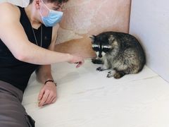-浣熊柯尔鸭土拨鼠·电玩咖