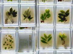 -广东中医药博物馆