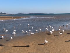 -星光岛