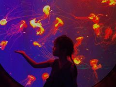 -成都浩海立方海洋公园