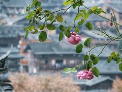-西江千户苗寨