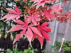 -上海虹桥迎宾馆