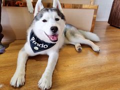 -Husky Go! 哈士奇体验馆·宠物咖啡厅狗咖