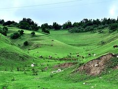 -关山草原