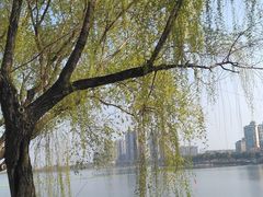 景点-金银湖国家城市湿地公园