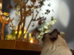 -咖法森林·咖啡  酒吧(天河店)