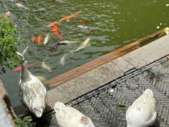 -苏州文庙(姑苏区)