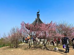 -香雪海