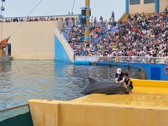 -秦皇岛乐岛海洋王国