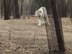 -秦皇岛野生动物园