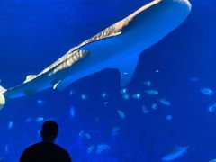 -鹿儿岛水族馆