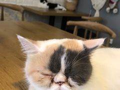-平行世界·猫咖(首经贸店)