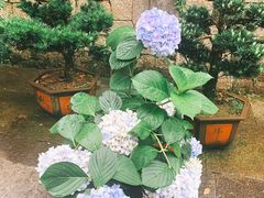 -普陀山风景名胜区-法雨禅寺