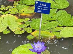 -中国科学院西双版纳热带植物园