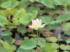 -木塔寺遗址生态公园