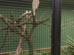 -新加坡飞禽公园