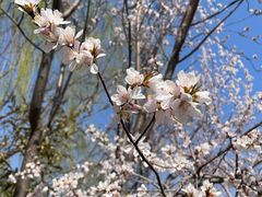 -桃花堤公园