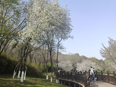 -羊山湖公园