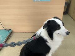 -瑞派天使宠物医院·神经外科·骨科·核磁CT(洛川中路店)