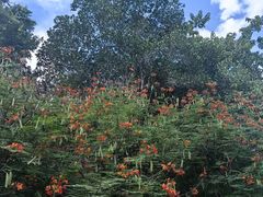 -中国科学院西双版纳热带植物园