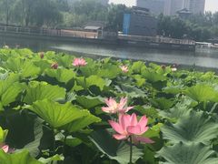-莲花池公园