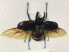 -上海昆虫博物馆