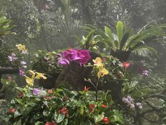 -呀诺达热带雨林