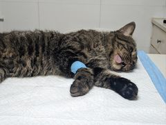 -宠颐生汉谟拉比宠物医院