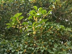 -黄海国家森林公园