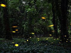-火炉山森林公园