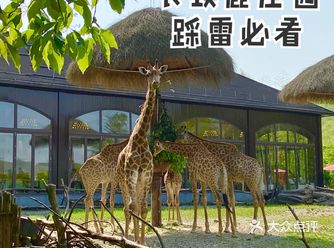 湖州长颈鹿庄园去前必看️️