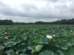 -荷塘月色湿地公园·向阳花洲