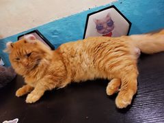 -猫小院猫主题咖啡厅(北锣店)