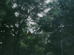 -长白岛森林公园