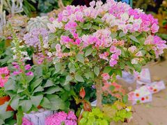 -桂林市花鸟市场