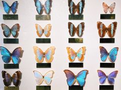 -上海昆虫博物馆