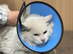 -米苏动物医院·犬猫专科·骨科外科内窥镜