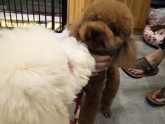 -小尾巴宠物店(万科·金域华庭店)