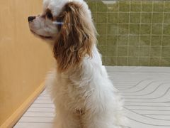 -帕帕拉兹宠物(亚洲旗舰店)