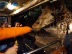 -清迈夜间动物园