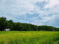 -西双版纳傣族园