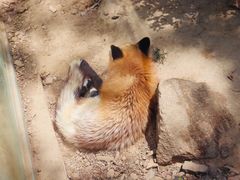 -青岛森林野生动物世界