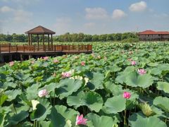 -荷塘月色湿地公园·向阳花洲