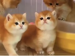 -猫十亿·布偶金渐层·曼基康矮脚猫舍(青年路店)
