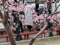 -桃花堤公园