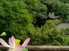-韬光茶庵