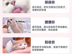 -翊宠yipet猫狗购宠庄园犬舍•猫舍