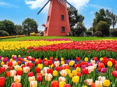 -洛阳郁金香牡丹园