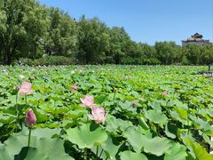 -莲花池公园