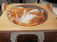-飞行喵MR PILOT|猫舍·猫咖(静安大融城店)